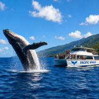 Activities & Tours
